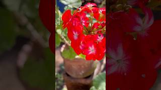 Geranium In Three Colours Home Gardening