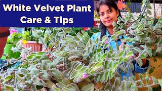 सर्दियों में कैसे बचाएं? White Velvet - Tradescantia Sillamontana Plant Care And Propagation /Garden