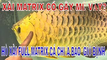 🔴HỒ NUÔI CÁ RỒNG XÀI FULL VẬT LIỆU LỌC MATRIX KHÔNG TỐT? GÂY MẺ VẢY? CÓ THẬT VẬY KHÔNG?