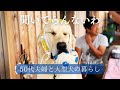 犬がいる50代夫婦の日常会話【ダム放流・採れたてグルメ】ゴールデンレトリバーがいる暮らし