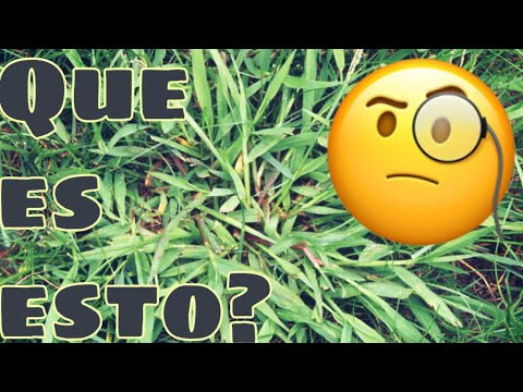Video: Diferentes tipos de hierba de cangrejo - ¿Cuántos tipos de hierba de cangrejo hay?