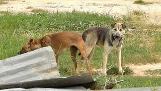 Great VillageDogs!!!!! Shepherd Meeting Belgian Malinois At Field Near Green Field near home