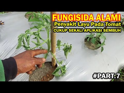 Video: Tumbuhan Tomato Dengan Layu Fusarium – Merawat Layu Fusarium Tomato