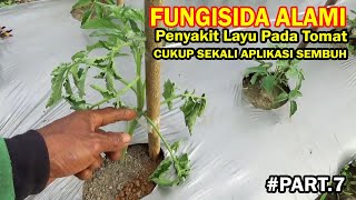 Fungisida Alami Paling Kuat Mengatasi Penyakit Layu Pada Tanaman Tomat Part7