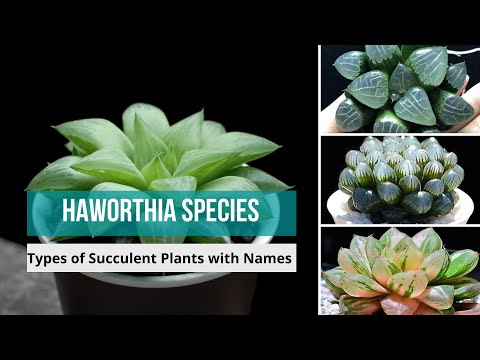 Video: Types And Names Of Haworthia (35 Photos): Pearl And Scaphoid, Fasciata And Limypholia, Sinuous And Retusa, Attenuata And 