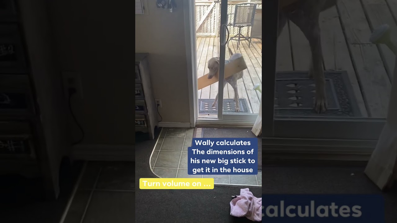 Funniest Weimaraner video - The Day Wally the Wonder Dog wanted to bring a stick in the House!