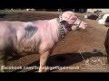 Dua Cattle Farm Pink Padda 2012