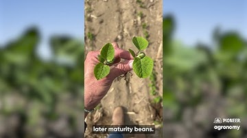 Soybean Emergence in Cool and Wet Conditions | Agronomy Update from Pioneer Agronomist Holly Loucas