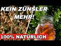 DER BUCHSBAUM-RETTER. Wie du deine Hecke für 0 € vor dem Zünsler bewahrst.