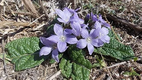 Cosa fa mandragora?