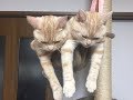 猫ちゃんのハンモックに揺られているポーズ&姿が可愛くて癒されるｗ～Pause & appearance being shaken by a cat hammock.