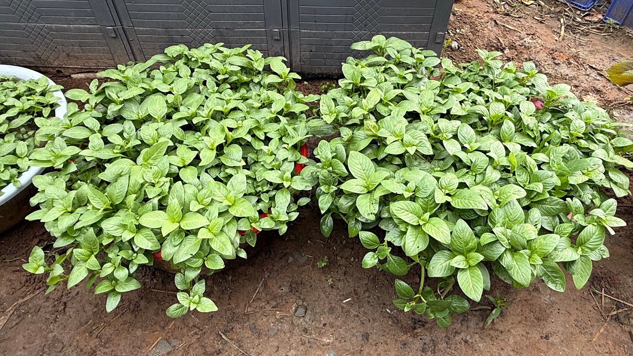 Cách Trồng Rau Xá Xị -Tai Vị 