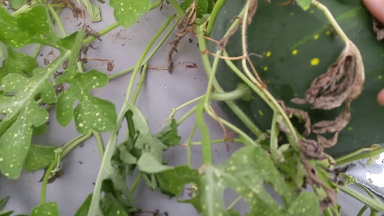 black mirror season 5 How to Know if your Watermelon is Ripe!