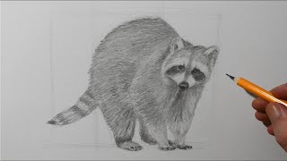 how to draw a raccoon for beginners pencil drawing