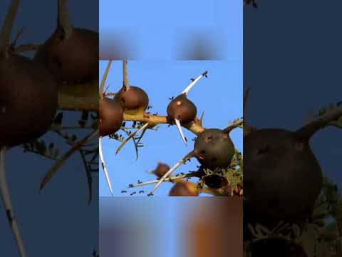 Но у акации есть секретное оружие #facts #природа #beyondfacts #природа #animals #животные