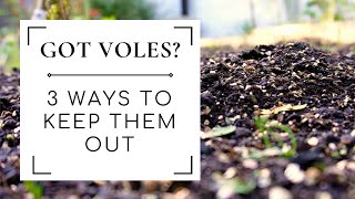 How to prevent voles in your vegetable garden NATURALLY!