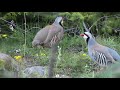 Keklik Avı Muhteşem (Bağlı) - الحجل طائر - куропатка - partridge