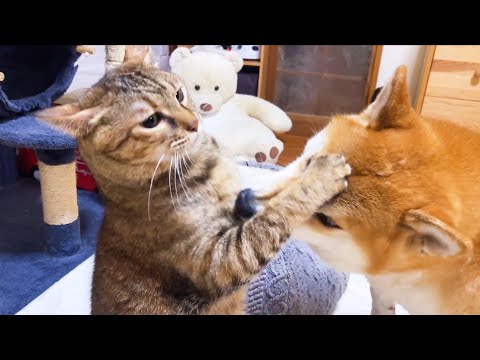 柴犬が起きていると安心して遊ぶ猫たちは柴犬が寝ちゃうと…