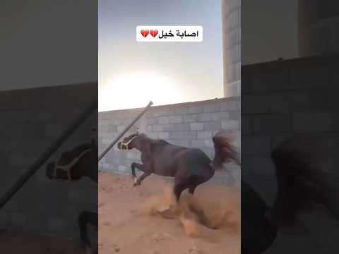 الحصان يصدم الحديد