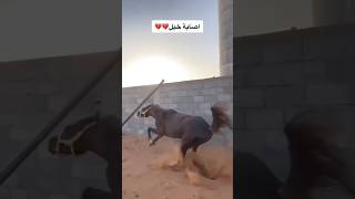 الحصان يصدم الحديد😮‍💨