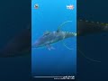 كيف يتم تصنيع التونة داخل المصنع #نظرة_داخل_المصنع #تونه #tuna #سمك #fishing #صيد #صيد_السمك