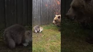 This Tiny Cat Just Scared A Bear Away