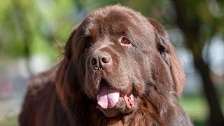 How to Keep Your Newfoundland Dog Healthy and Happy