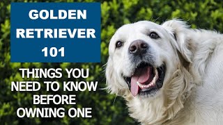 Golden Retriever 101:  Everything you should know about owning one by Pets Central 259 views 5 months ago 4 minutes, 50 seconds