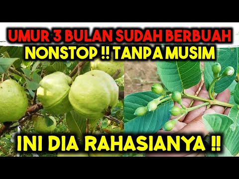 Video: Kegunaan Untuk Buah Jambu Batu: Apa Yang Perlu Dilakukan Dengan Jambu Batu Dari Taman