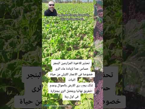 عفن بنجر السكر خطر زيادة ماء الرى