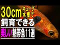 狭くても映える！小さな水槽で飼える熱帯魚11選【飼育ポイント解説 アクアリウム】