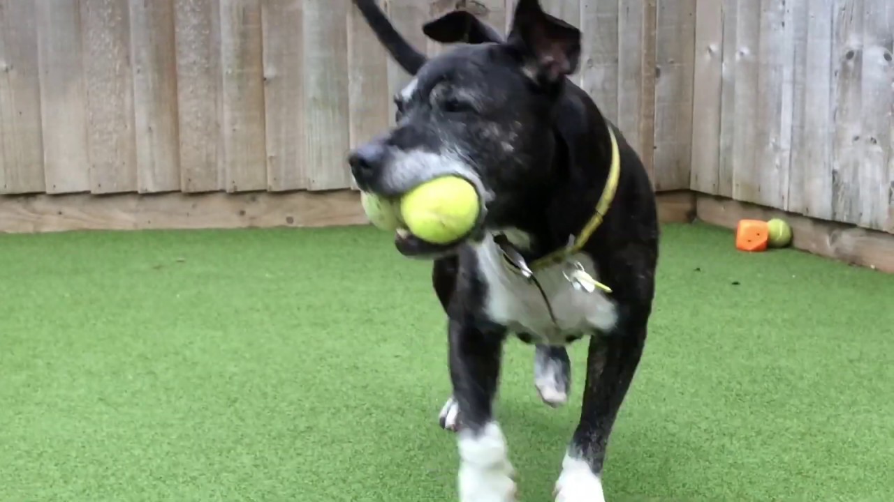 Dogs Trust Shrewsbury Buster YouTube