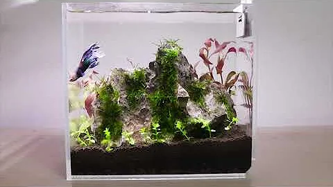 One fo the most  IMPORTANT Aquarium Video EVER Made