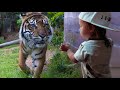 WON&#39;T BELIEVE How CLOSE The TIGER Was To Our BABY THEO... (!st Zoo Trip For Baby)