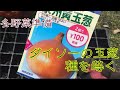 【家庭菜園】冬の準備　ダイソーの玉ねぎの種を蒔く　~Onion cultivation~