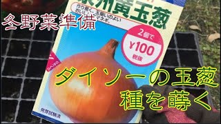 【家庭菜園】冬の準備　ダイソーの玉ねぎの種を蒔く　~Onion cultivation~