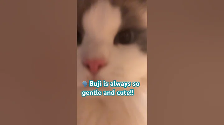 Video 8819841: ragdollcat cutecat cat, cat funny ragdollcat, cat cutecat love funny, cat playing cutecat, cat playing toys funny