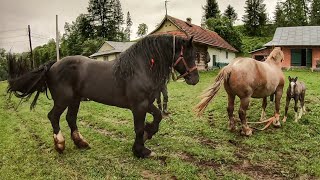 ЖЕРЕБЧИК ПО ГЕРМЕСУ ,МІЦЬ💪,КРАСЕНЬ/ЖЕРЕБЕЦЬ НА ПАРОВКУ 🍓/Коні на продаж 💵