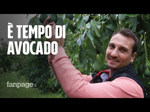 Video: Dove vengono coltivati gli avocado di canna?