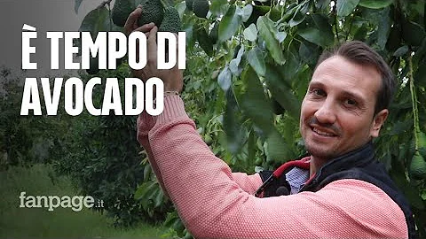 Quando inizia a fruttificare l'albero di avocado?
