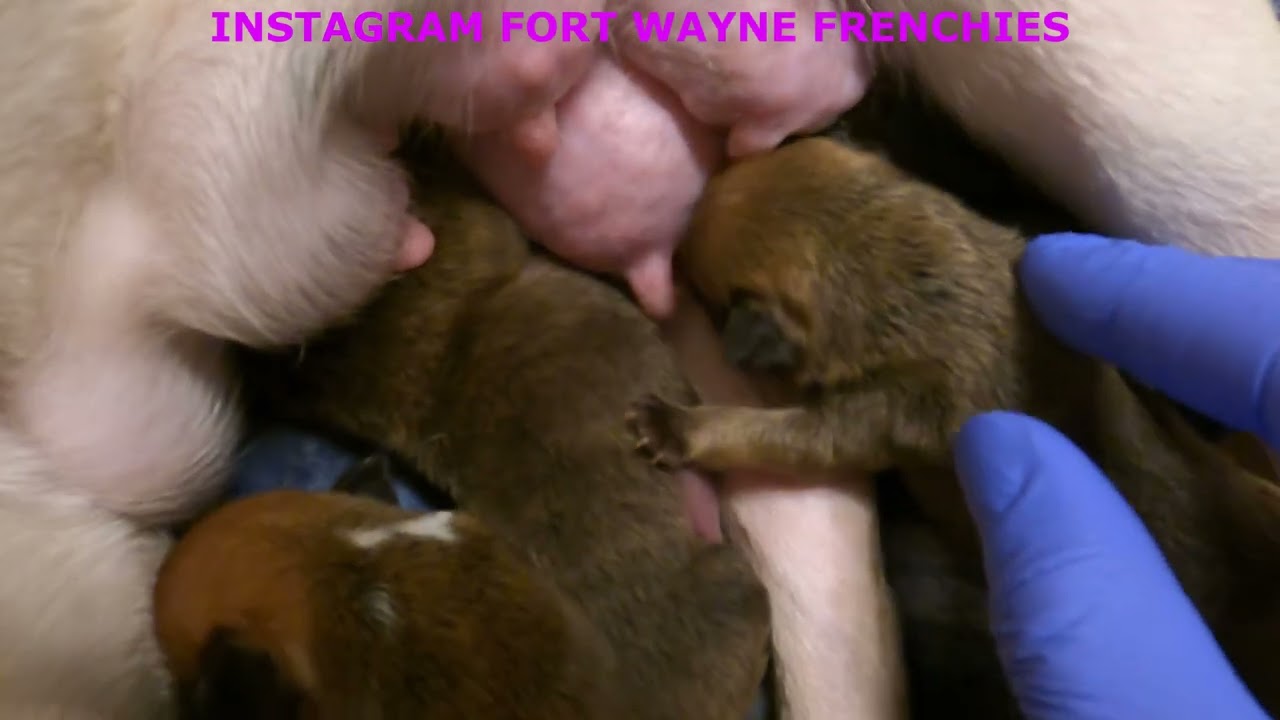 Wynton M. Deane is Legend Of All Bulldogs 365 Enterprise Kennel Was Self Built Est 2004 Haters Mad