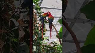 Love of Birds - Scarlet Macaws at Biodome in Montreal!