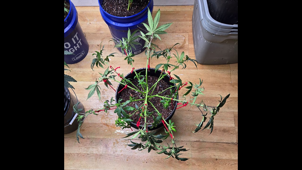 Day 49 veg Gary Payton training session & indoor grow check in.