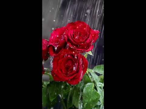 Surah 001 - Al-Fatiha (The Opening)