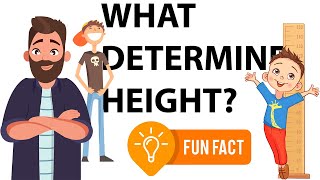 Exploring Height: What Determines It and Fun Facts