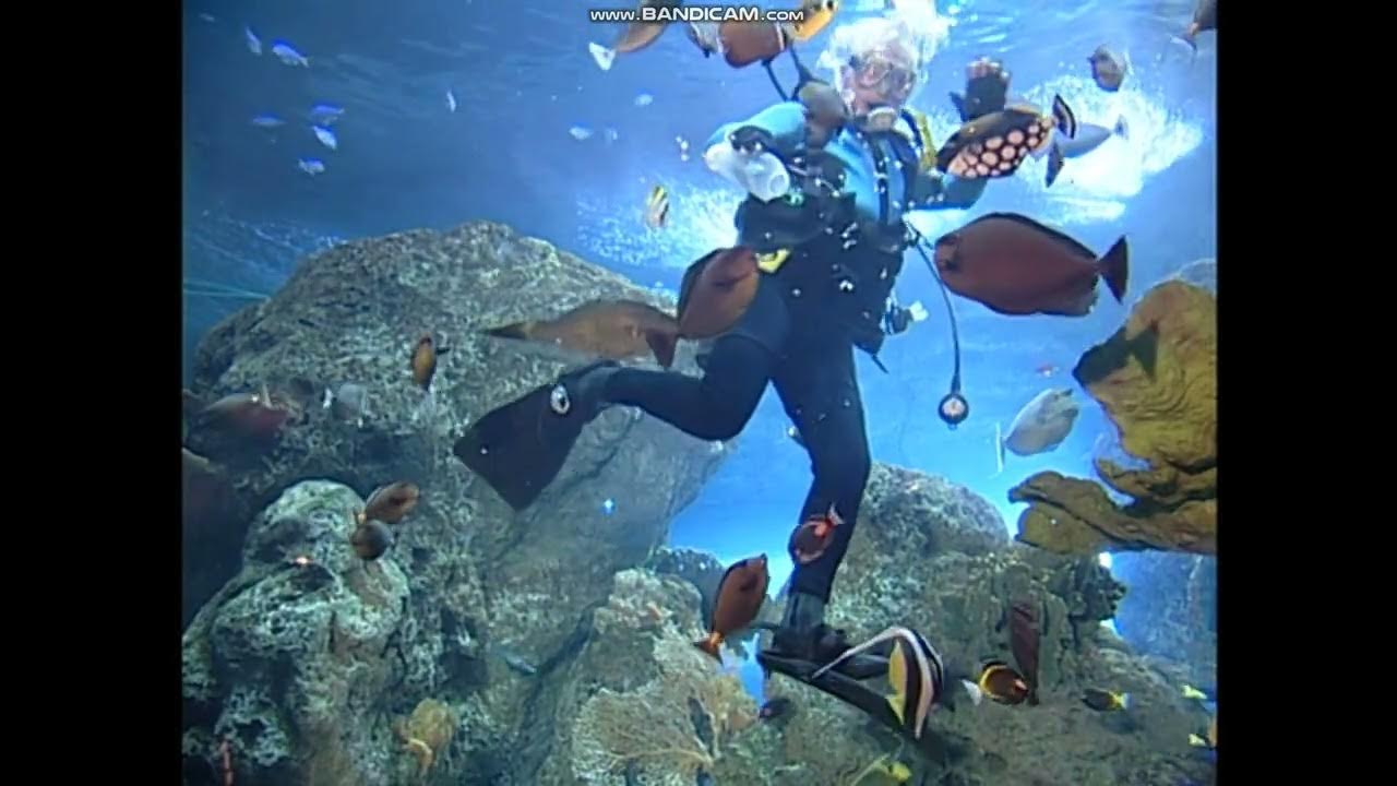 baby einstein baby neptune aquarium Canon in D Major YouTube