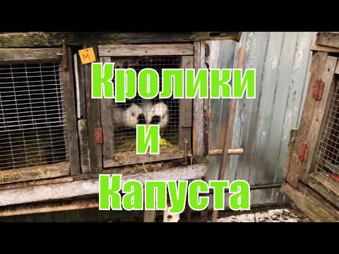 Можно ли кроликам давать капусту. Кролики кушают капусту | Дневник кроликовода 68