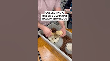 Collecting a MASSIVE Clutch of Ball Python EGGS!