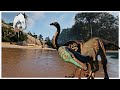 🔴 LIVE! CHICKEN MIMIC - The Gallimimus Experience | The Isle Evrima