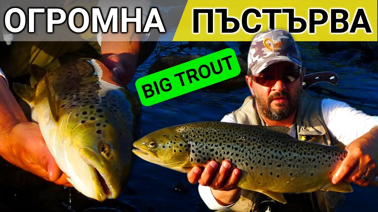 ГОЛЯМА РИБА! Риболов на БАЛКАНСКА ПЪСТЪРВА -  Trophy TROUT fishing Bulgaria